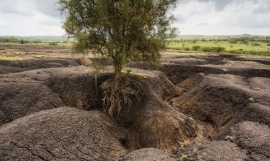 India's Looming Catastrophe: The Interlinked Crisis of Land Degradation, Food Security, and National Stability